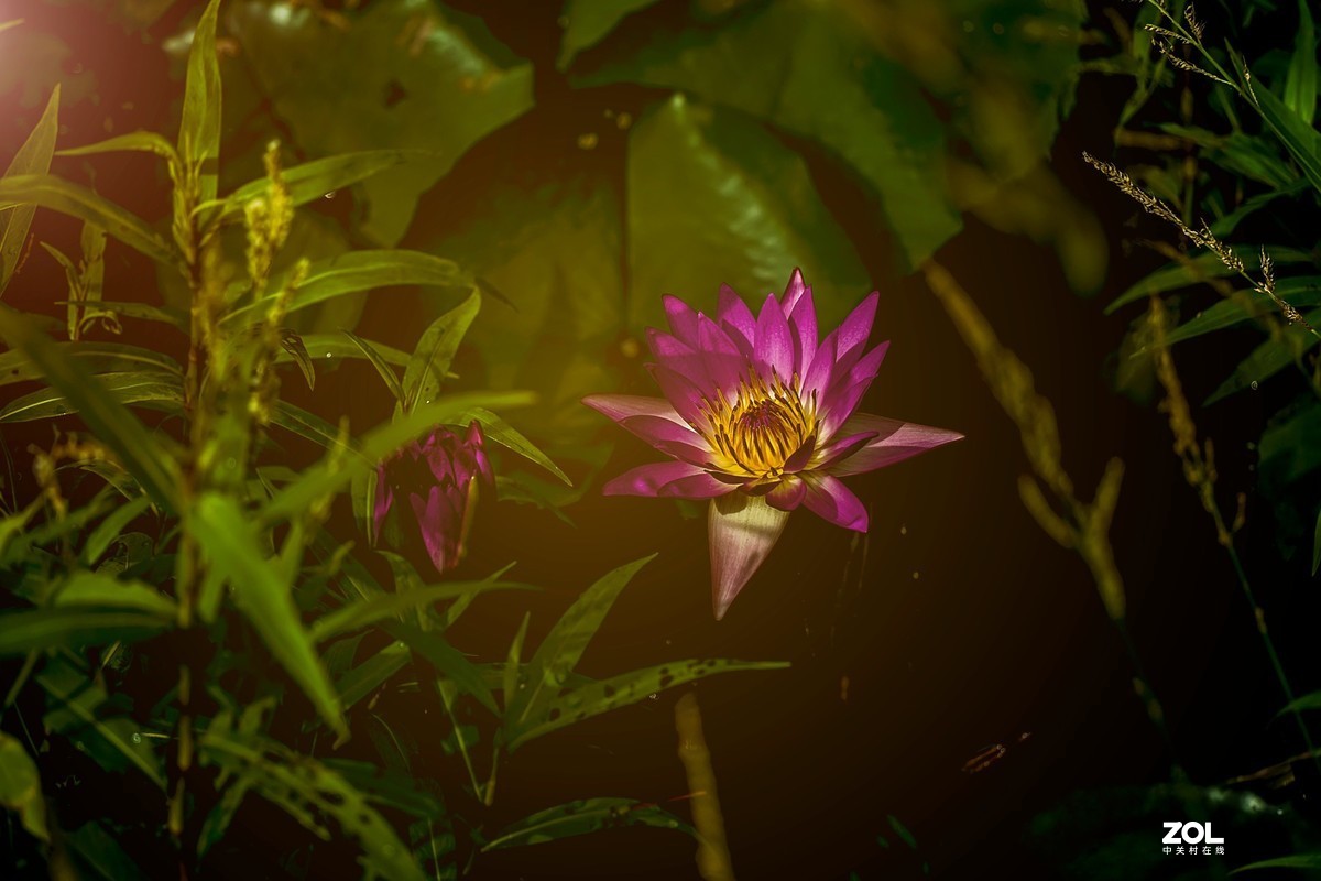 腾龙28-200F2.8试镜（原厂24-240置换）