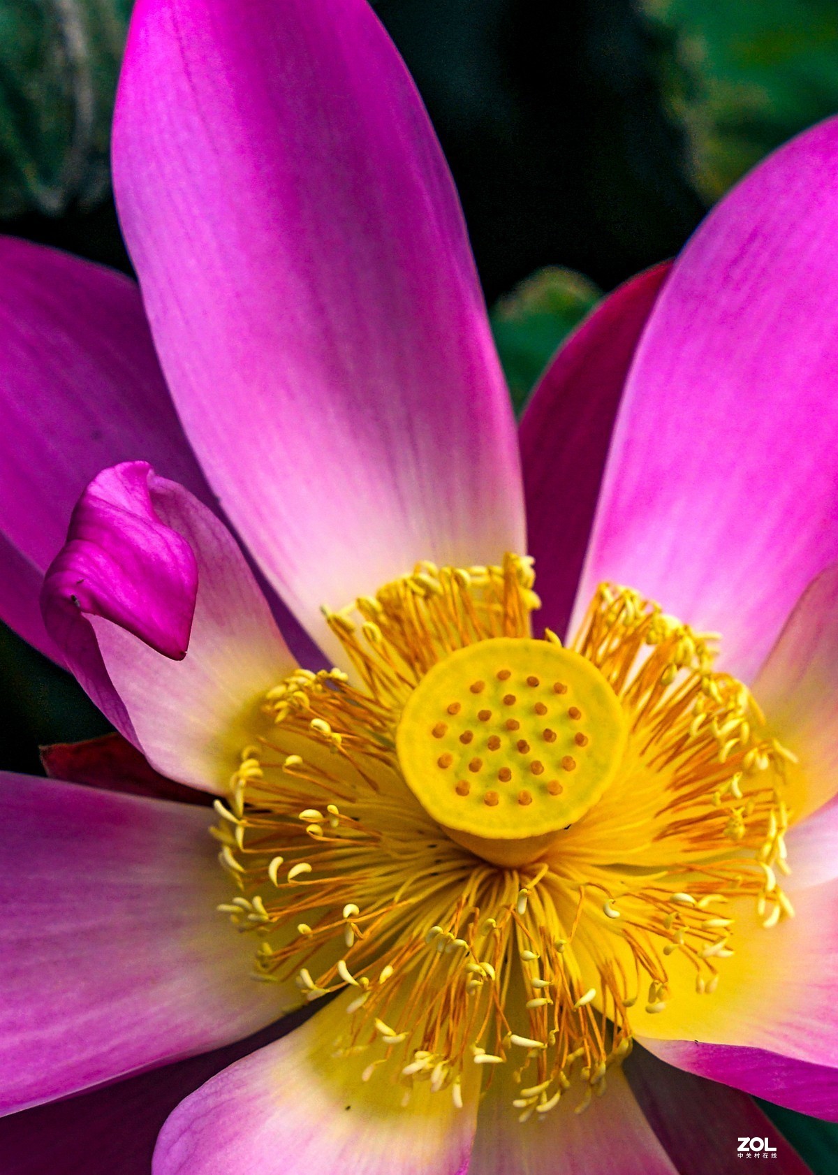 腾龙28-200F2.8试镜（原厂24-240置换）