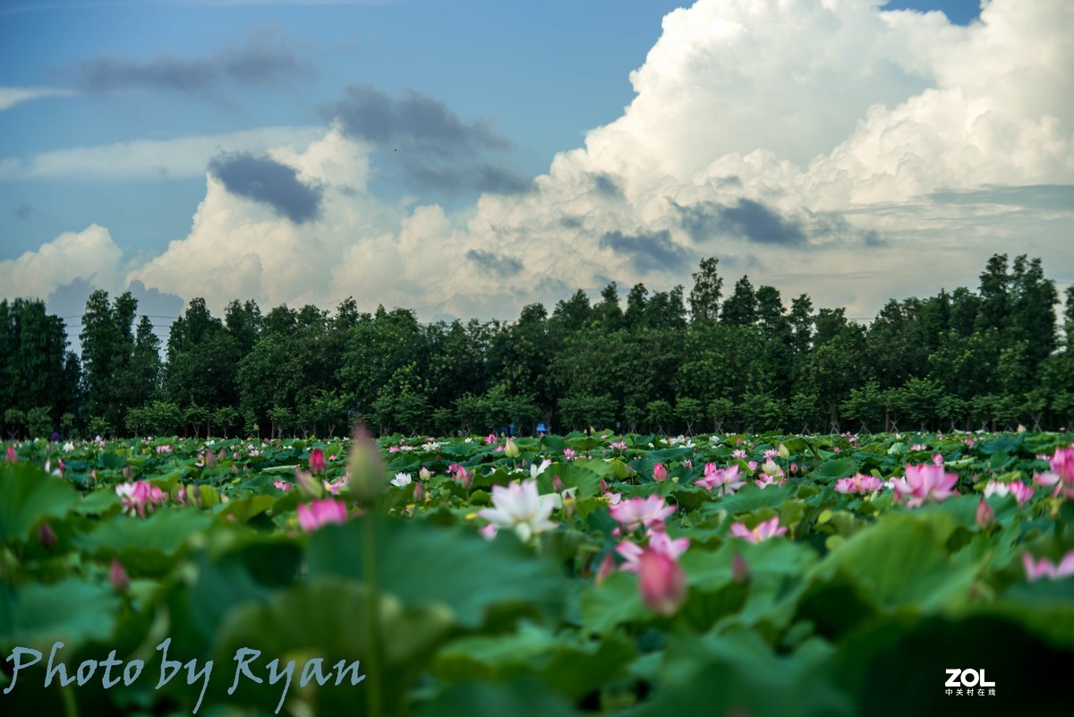 荷（2021）