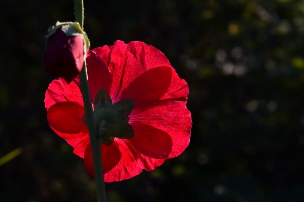 鲤鱼山公园的蜀葵花盛开啦