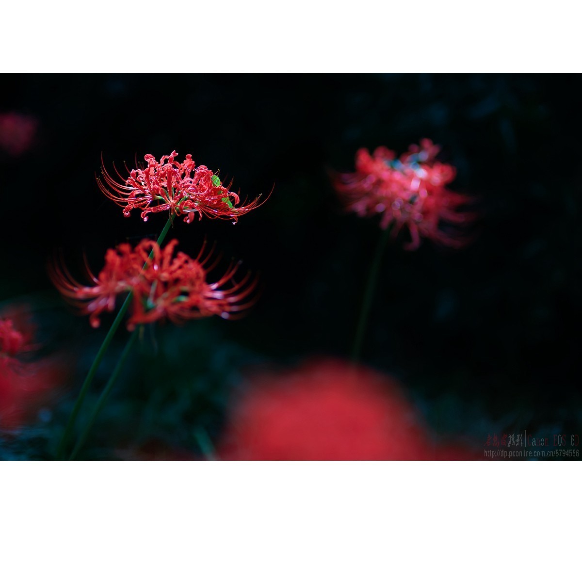 曼珠沙华（彼岸花）