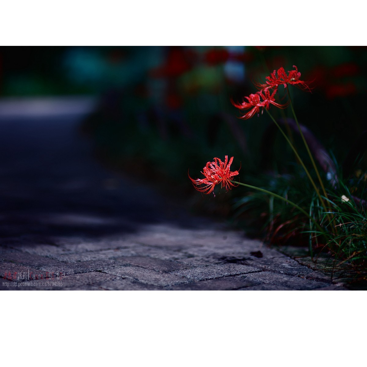 曼珠沙华（彼岸花）