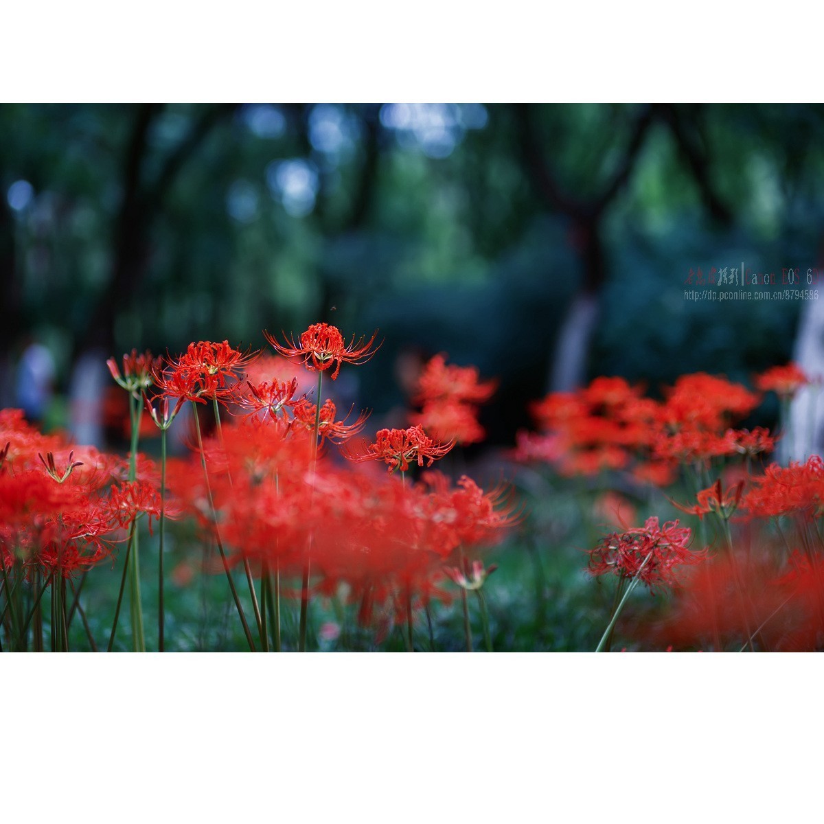 曼珠沙华（彼岸花）