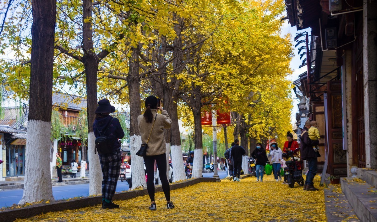 金色大地（无敌兔+22-55镜头拍的银杏）