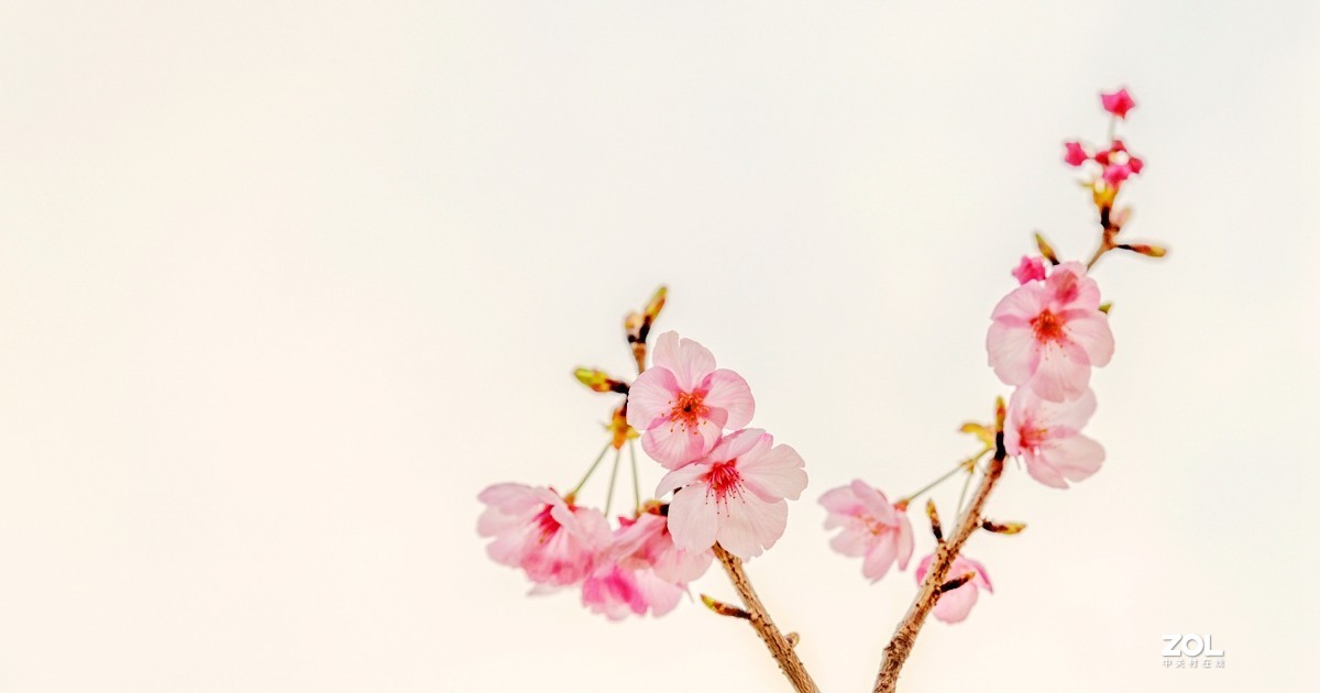 君子之交淡如水（樱花随拍）