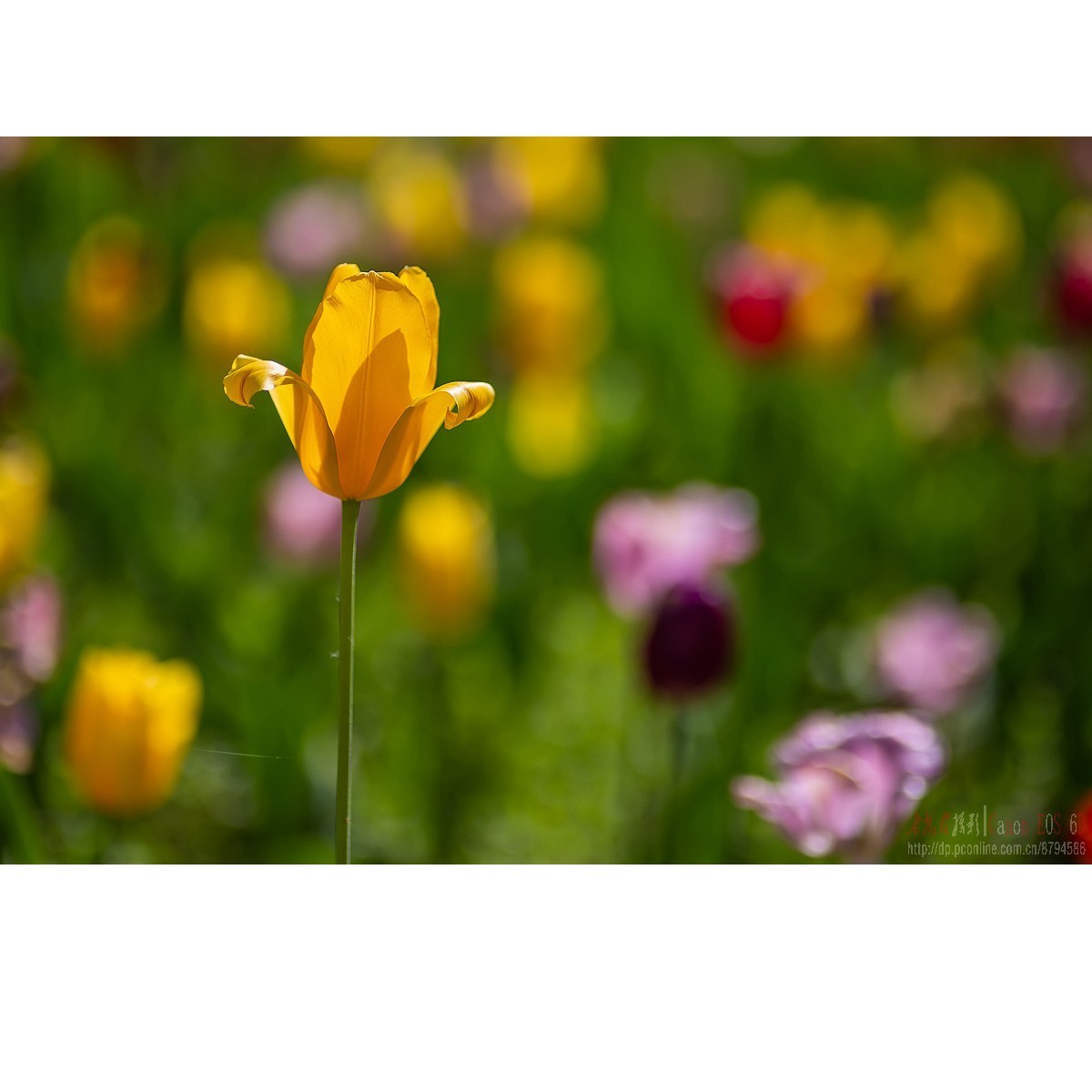 嘉蕊85/1.4公园扫片