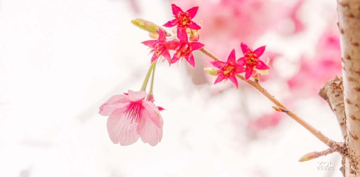 君子之交淡如水（樱花随拍）