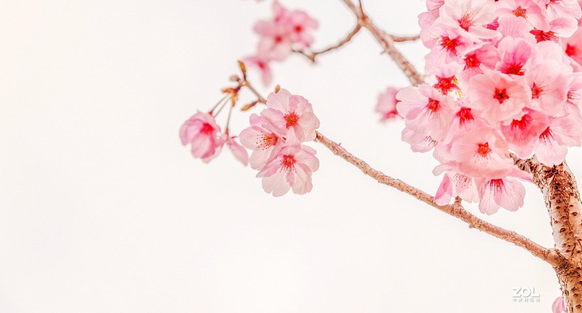 君子之交淡如水（樱花随拍）