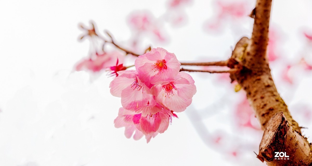 君子之交淡如水（樱花随拍）