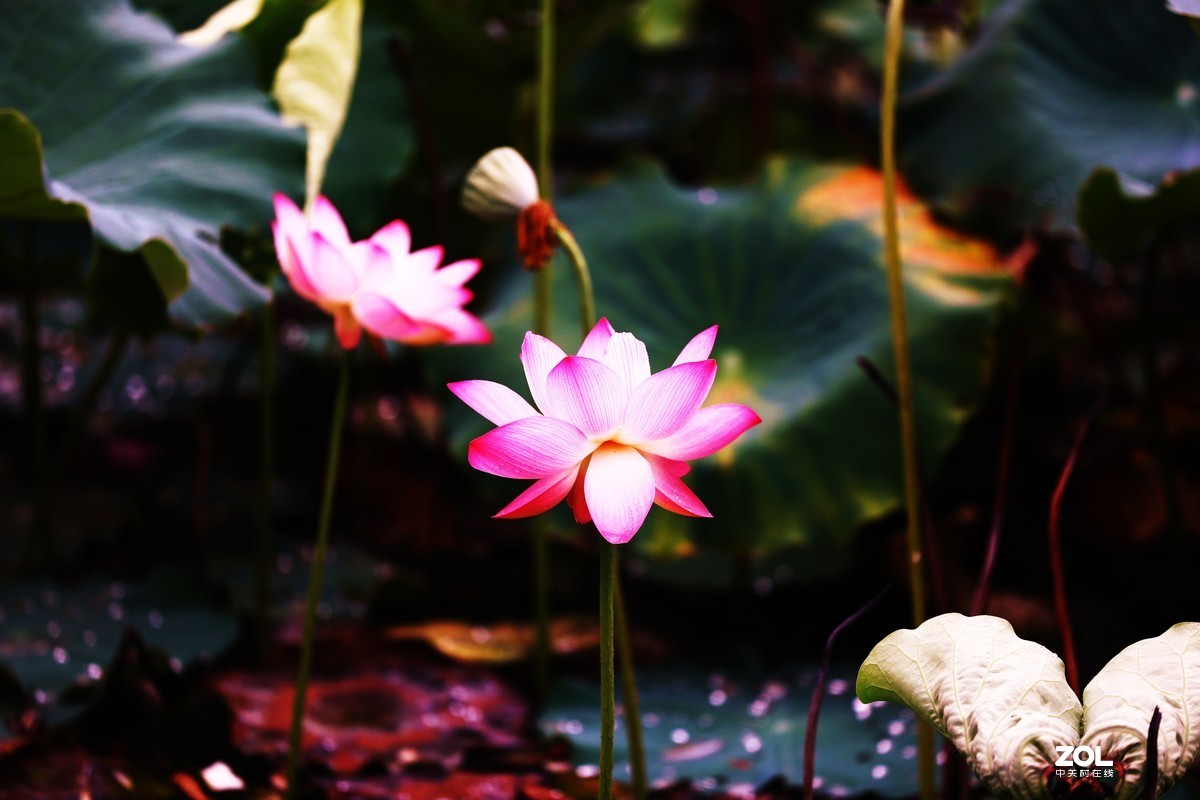 花卉（1340）