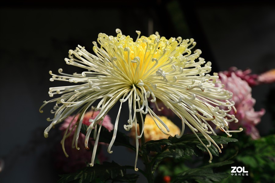 祝贺目的不一老师荣胜合肥版主