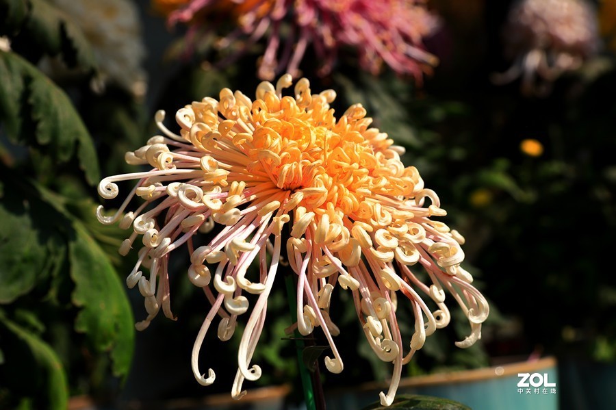 祝贺目的不一老师荣胜合肥版主