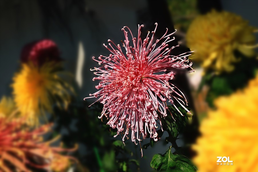 祝贺目的不一老师荣胜合肥版主