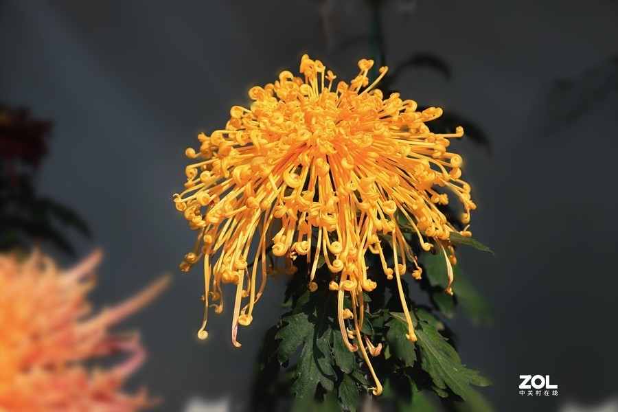 祝贺目的不一老师荣胜合肥版主