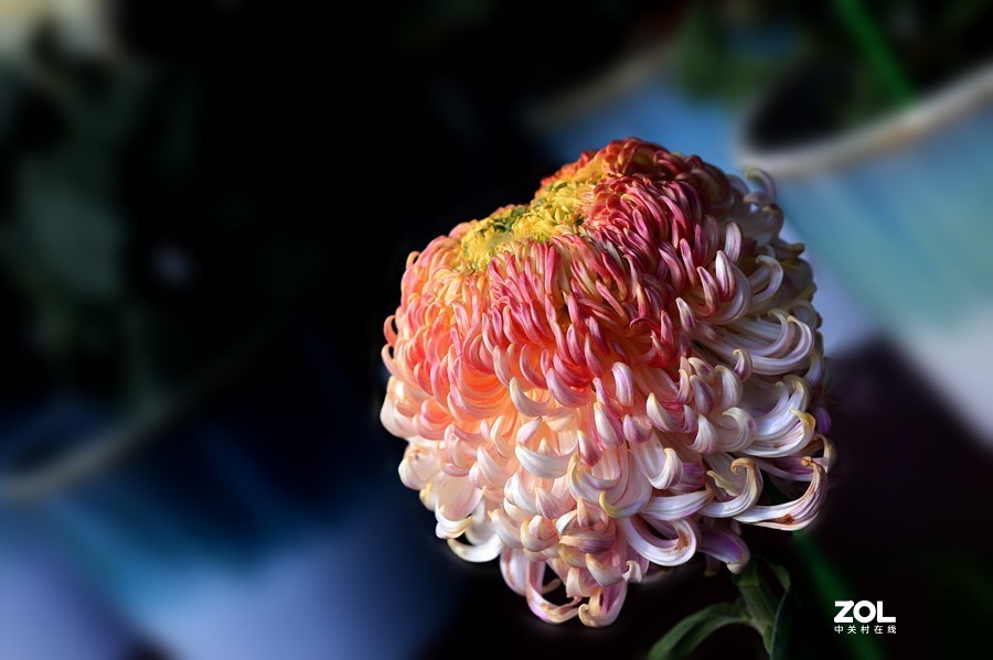 祝贺目的不一老师荣胜合肥版主