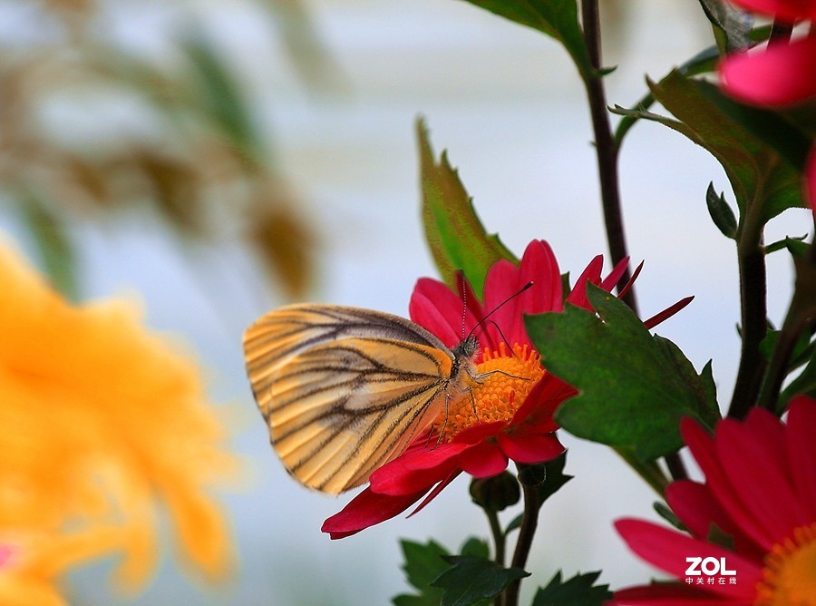 祝贺目的不一老师荣胜合肥版主