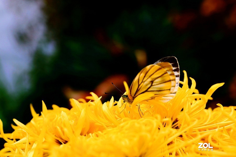 祝贺目的不一老师荣胜合肥版主