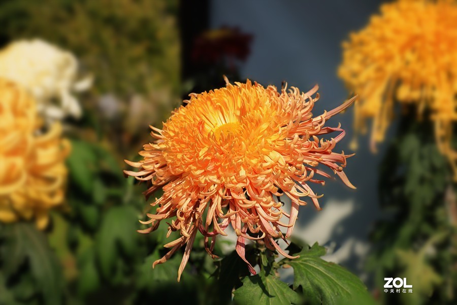 祝贺目的不一老师荣胜合肥版主