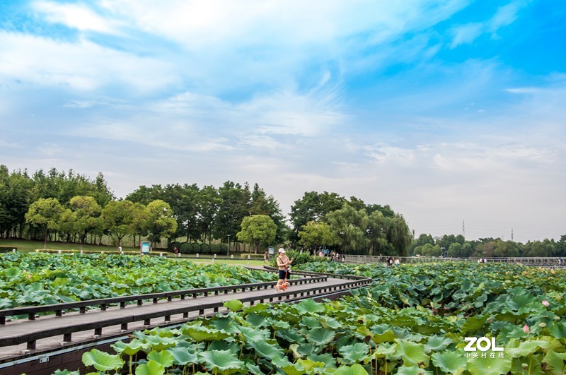 板桥莲花湖公园图片