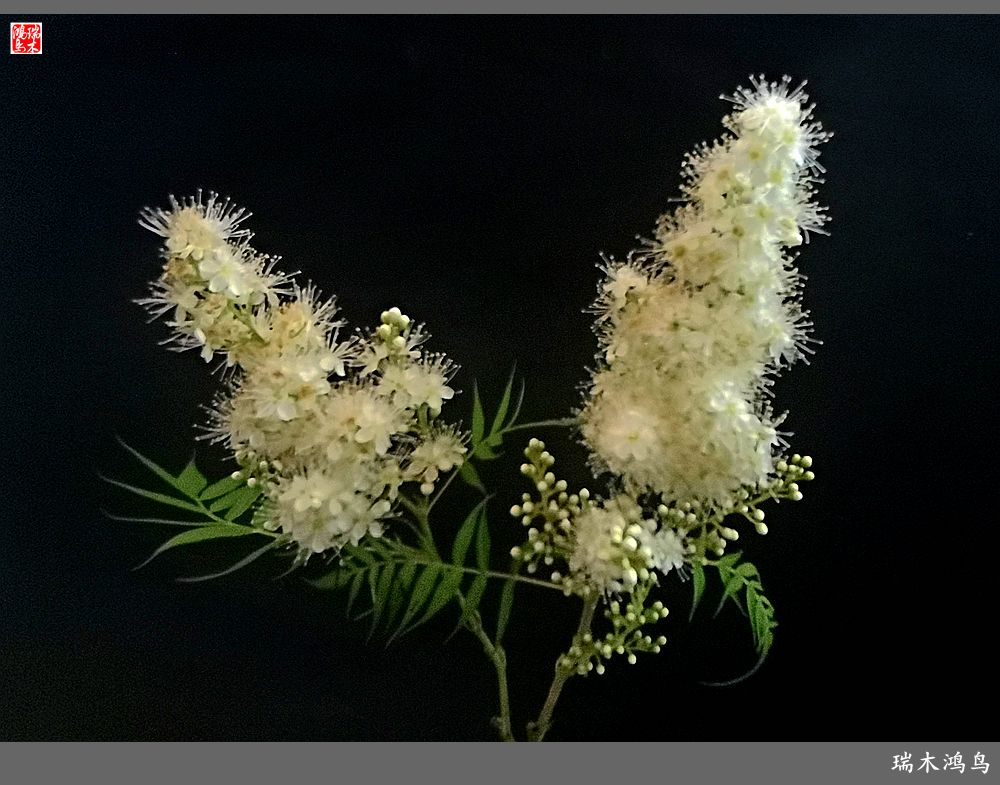 【手机随拍】2021年之花季——心醉珍珠梅