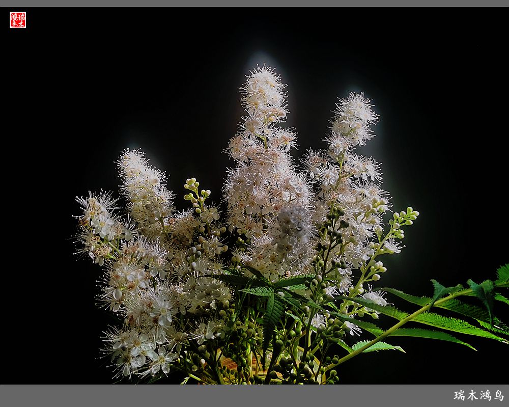 【手机随拍】2021年之花季——心醉珍珠梅