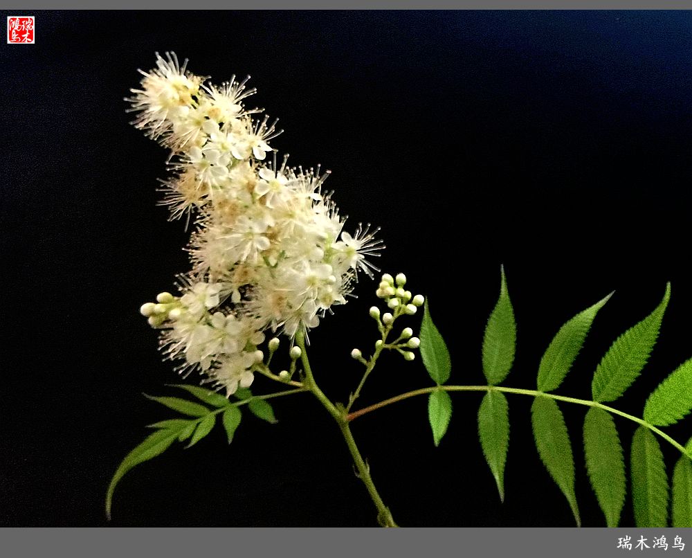 【手机随拍】2021年之花季——心醉珍珠梅