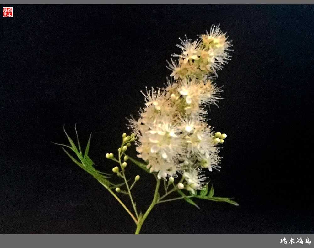 【手机随拍】2021年之花季——心醉珍珠梅