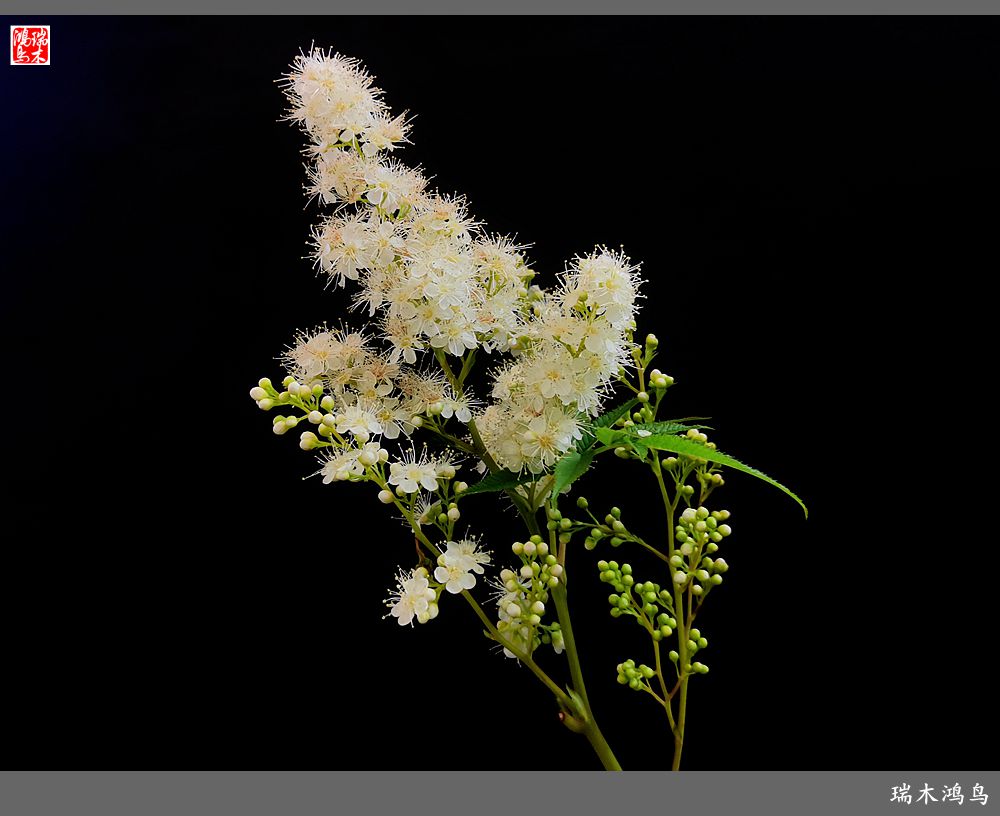 【手机随拍】2021年之花季——心醉珍珠梅