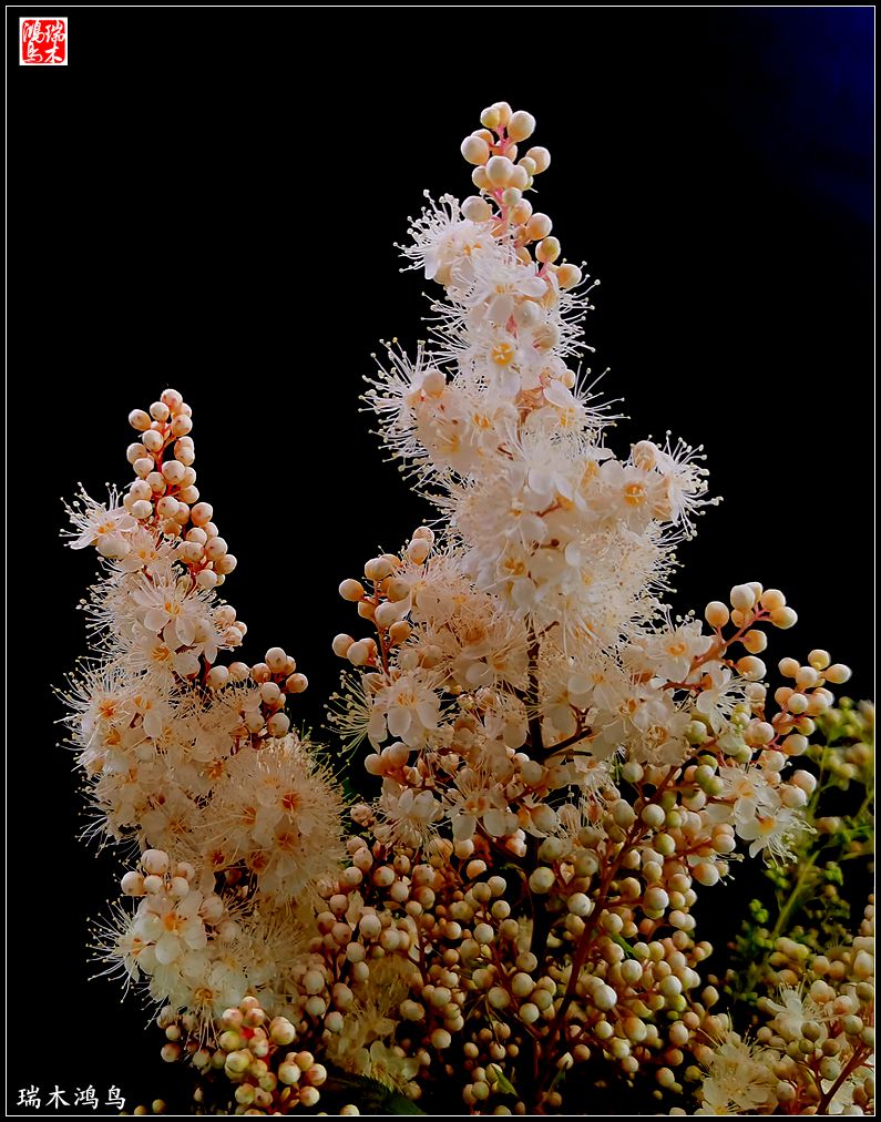 【手机随拍】2021年之花季——心醉珍珠梅