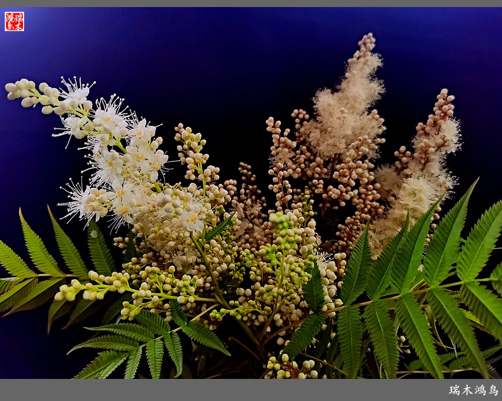 【手机随拍】2021年之花季——心醉珍珠梅