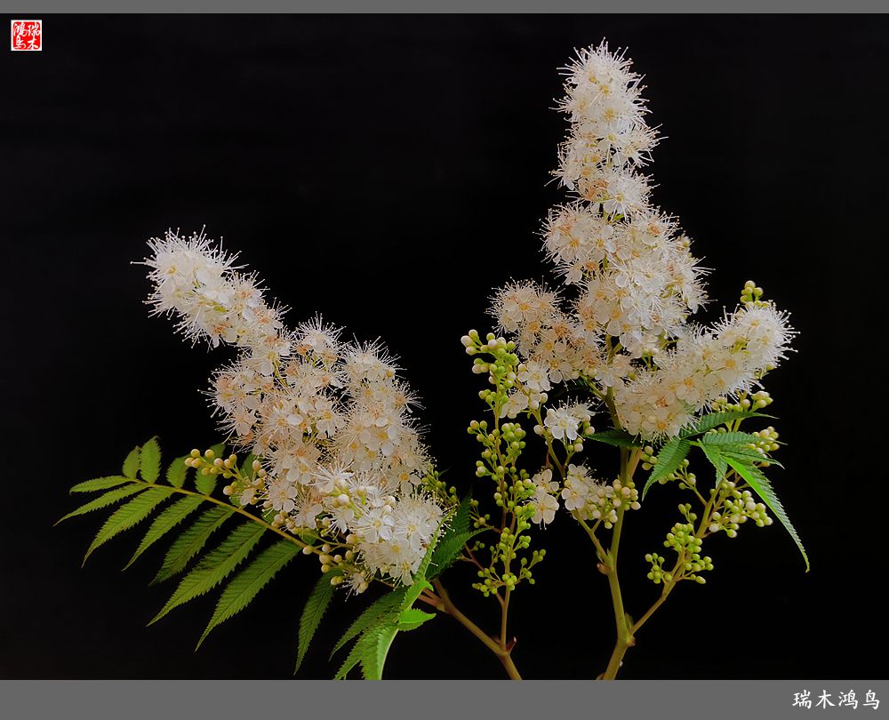 【手机随拍】2021年之花季——心醉珍珠梅