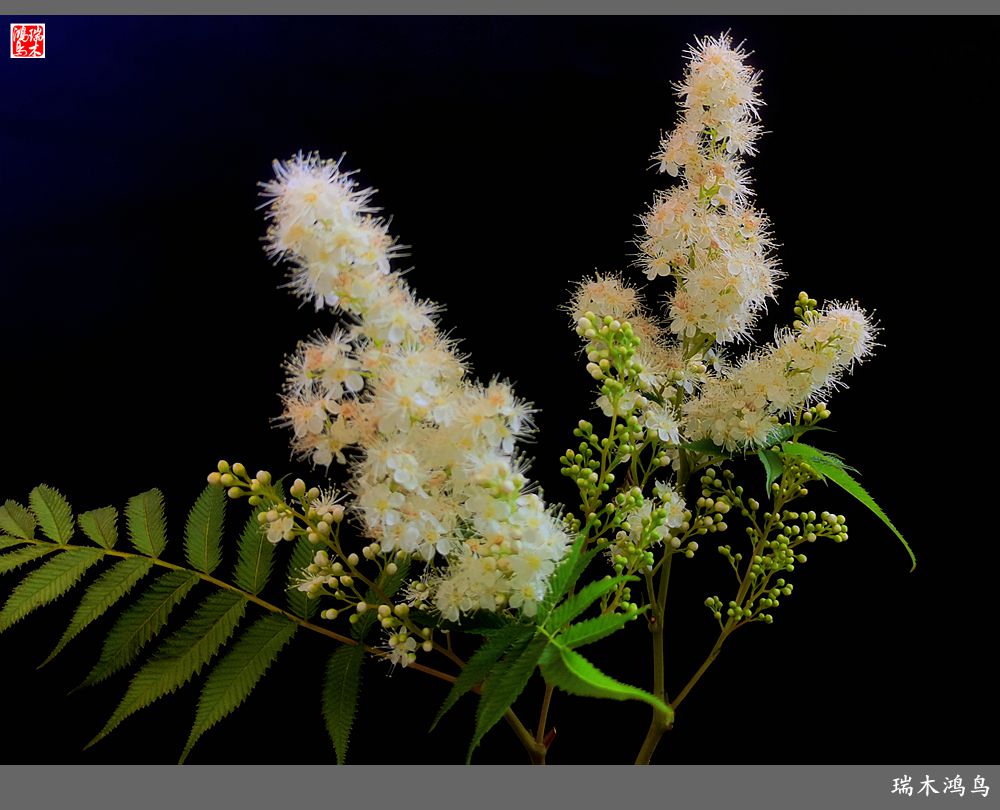 【手机随拍】2021年之花季——心醉珍珠梅