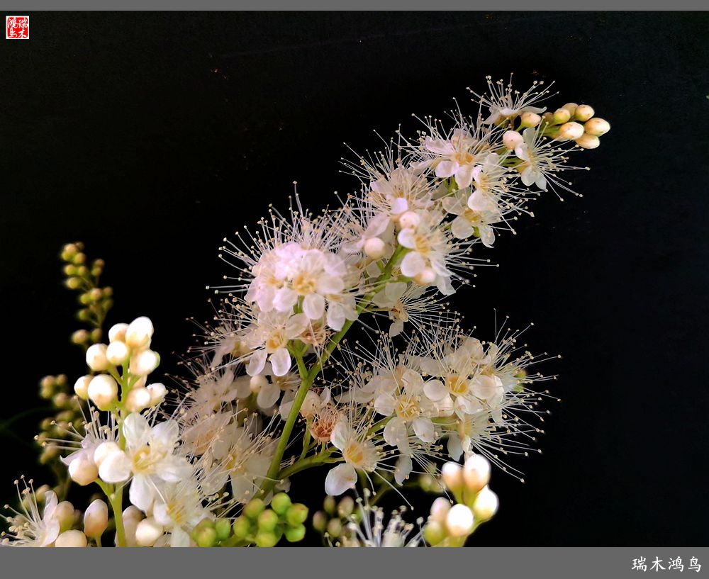 【手机随拍】2021年之花季——心醉珍珠梅