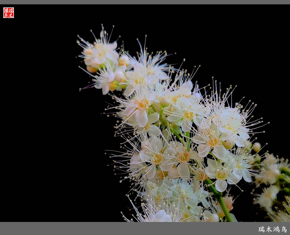 【手机随拍】2021年之花季——心醉珍珠梅