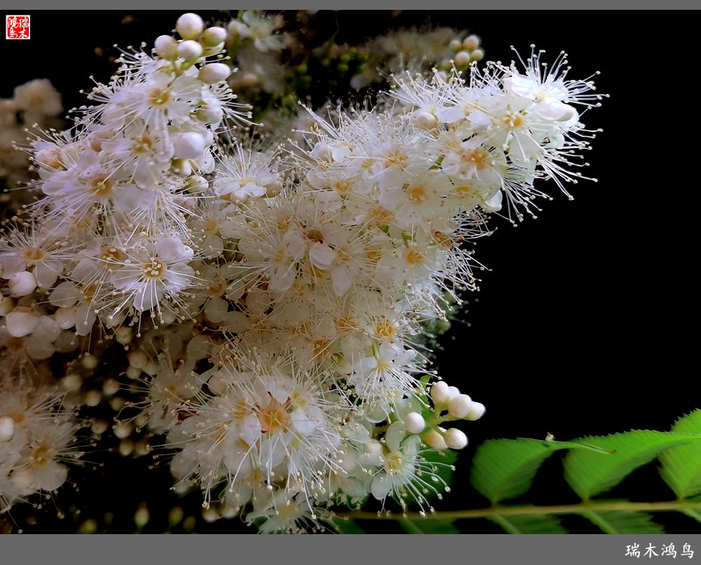 【手机随拍】2021年之花季——心醉珍珠梅