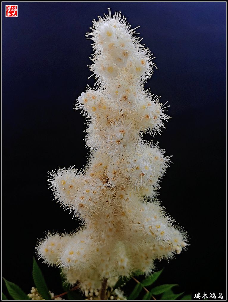 【手机随拍】2021年之花季——心醉珍珠梅