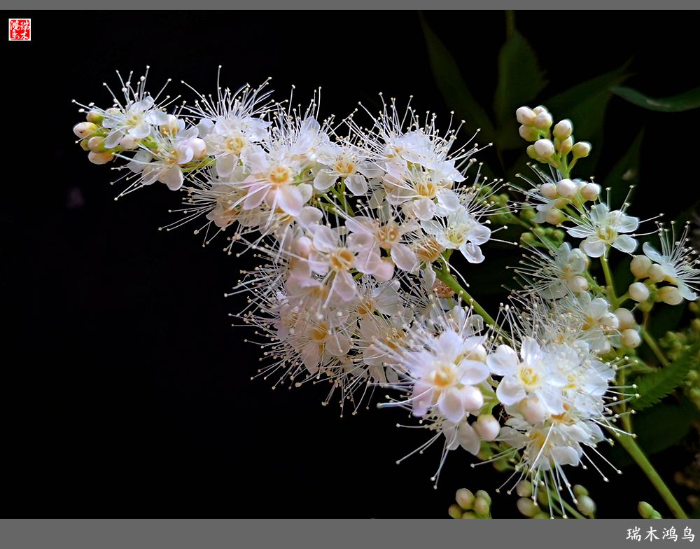 【手机随拍】2021年之花季——心醉珍珠梅