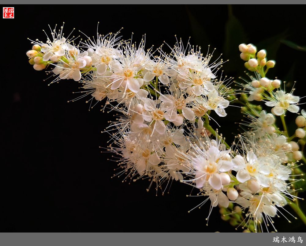 【手机随拍】2021年之花季——心醉珍珠梅