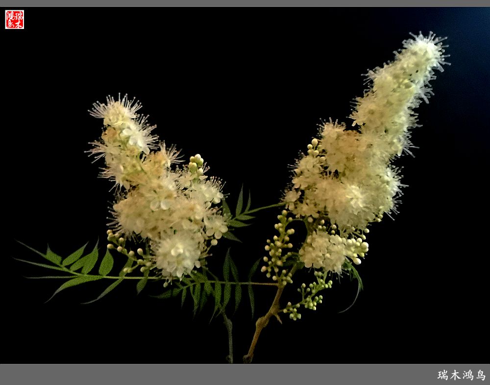 【手机随拍】2021年之花季——心醉珍珠梅