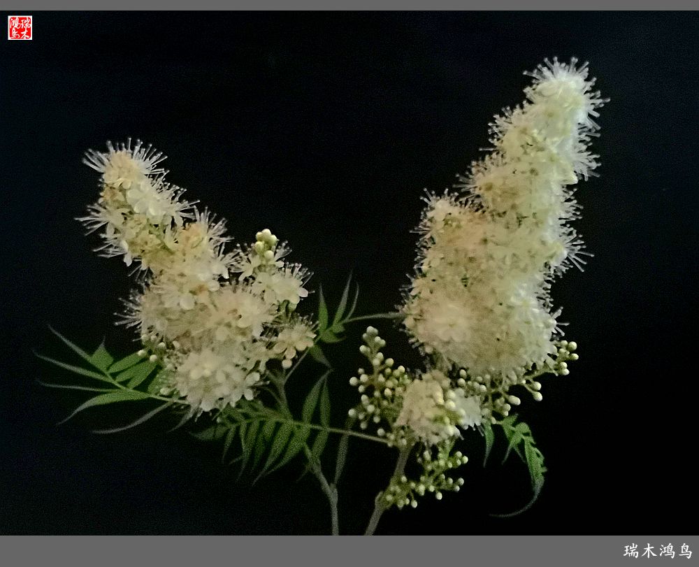 【手机随拍】2021年之花季——心醉珍珠梅