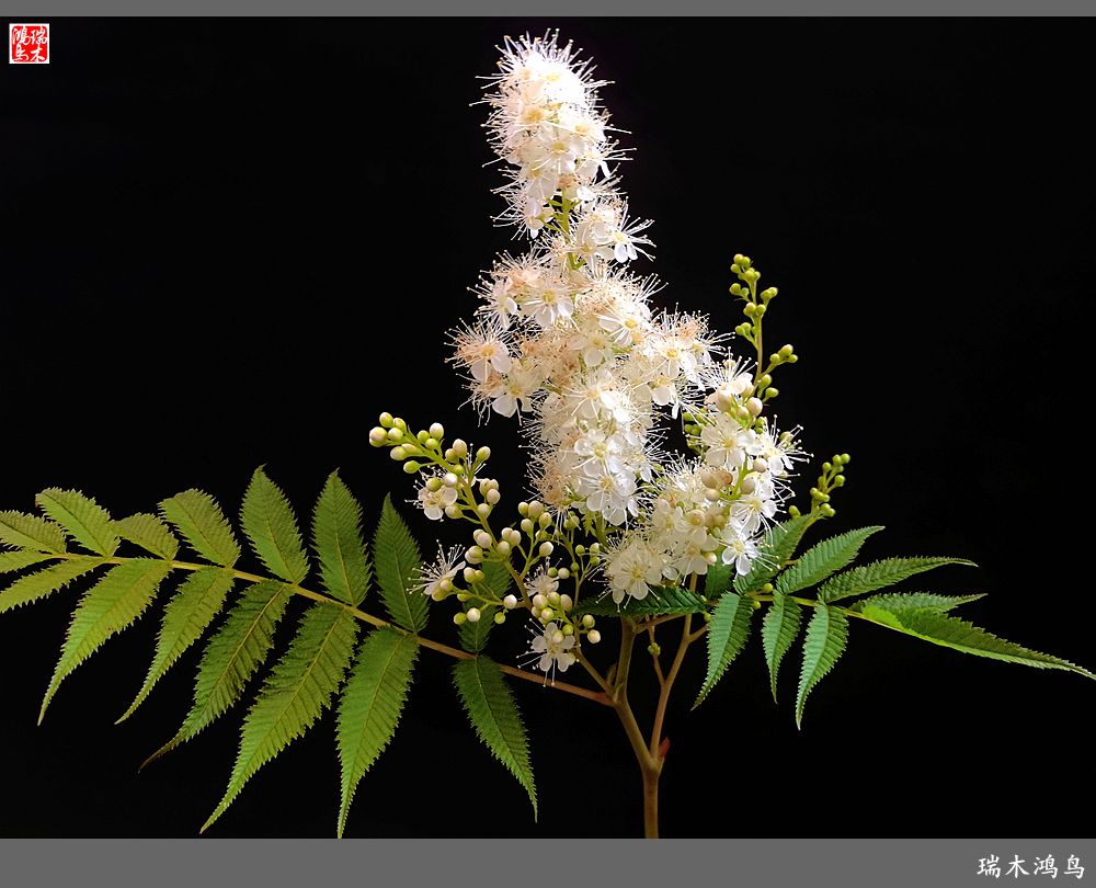 【手机随拍】2021年之花季——心醉珍珠梅