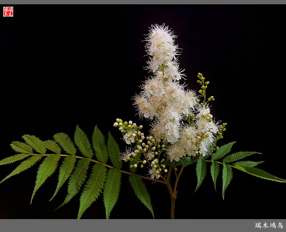 【手机随拍】2021年之花季——心醉珍珠梅