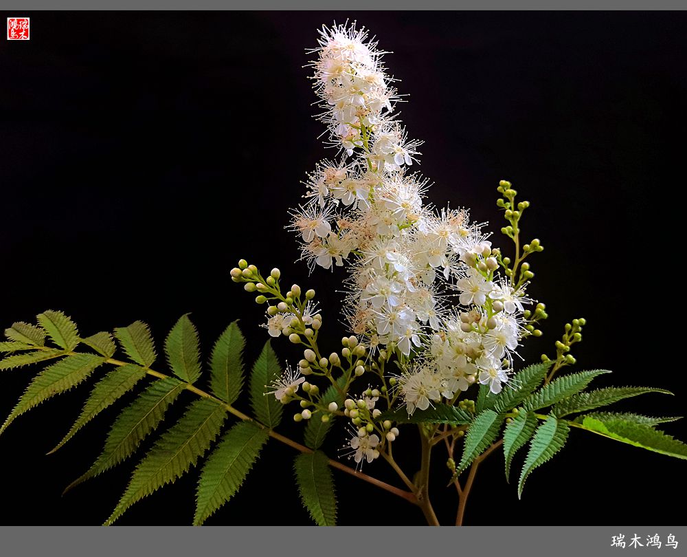 【手机随拍】2021年之花季——心醉珍珠梅