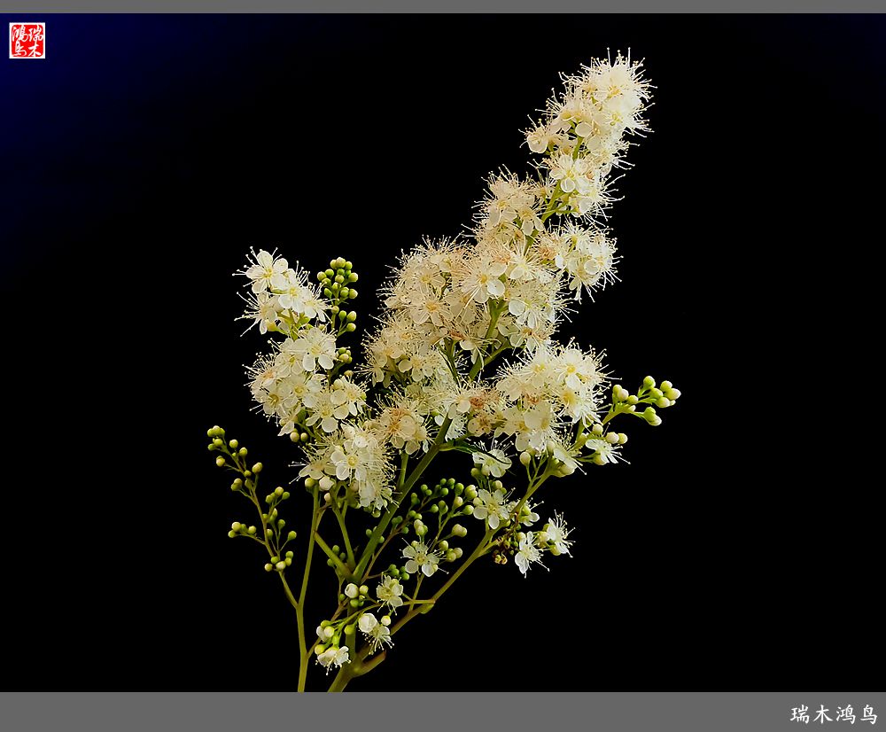 【手机随拍】2021年之花季——心醉珍珠梅