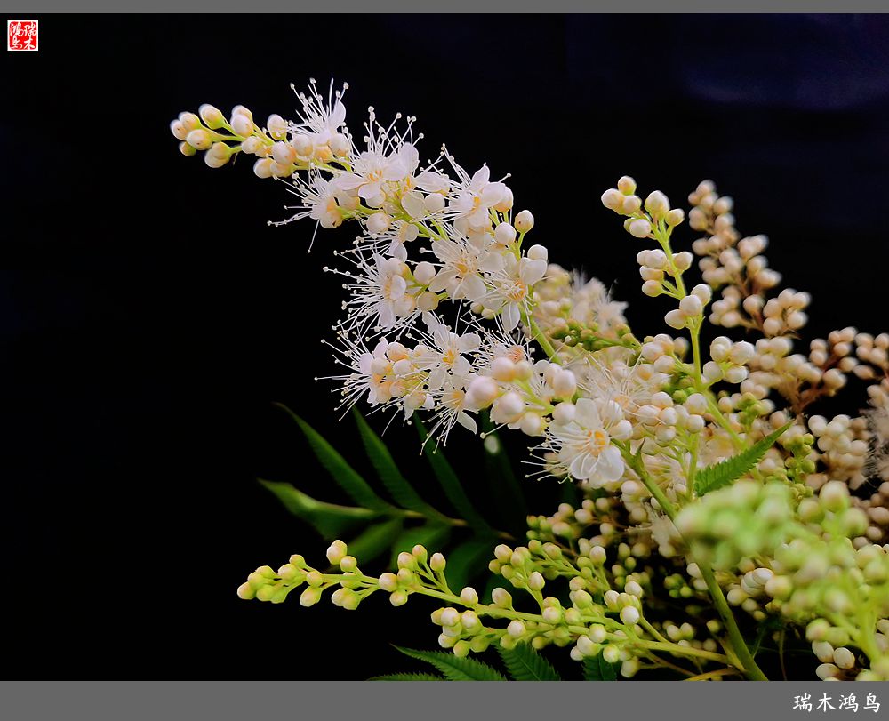 【手机随拍】2021年之花季——心醉珍珠梅