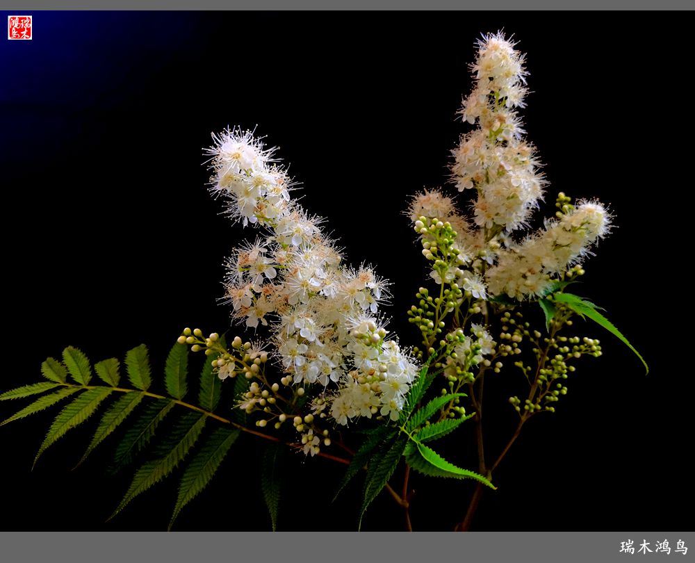 【手机随拍】2021年之花季——心醉珍珠梅