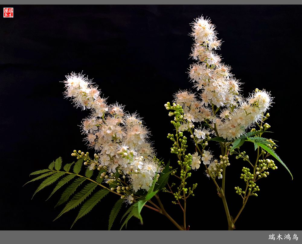 【手机随拍】2021年之花季——心醉珍珠梅