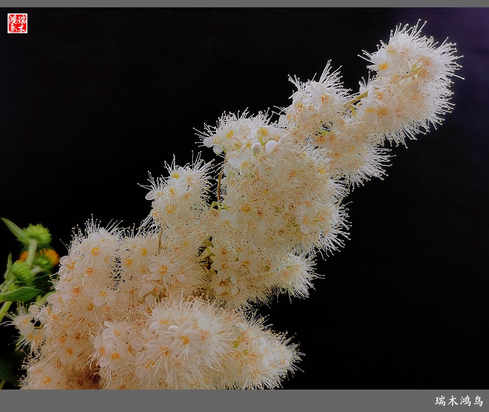 【手机随拍】2021年之花季——心醉珍珠梅