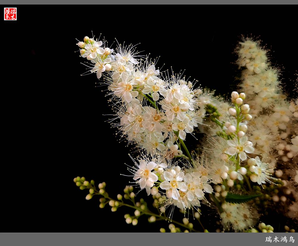 【手机随拍】2021年之花季——心醉珍珠梅