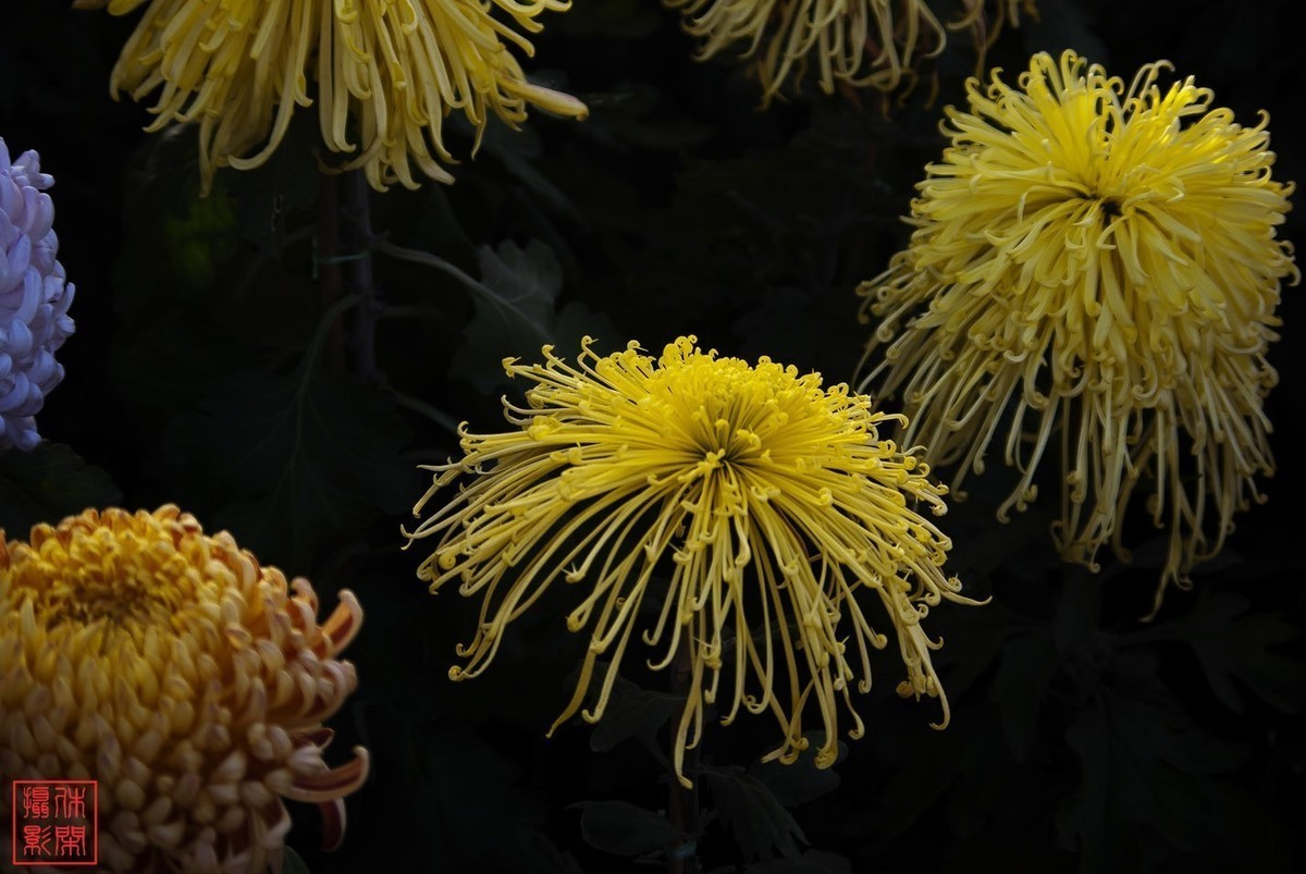 2020年天津水上公园菊花展。